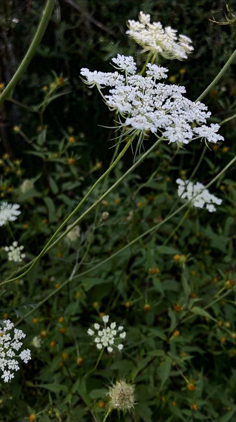 Aesthetic garden Queen Anne’s lace flower weed cottage cottagecore home greenery wildflowers pennsylvania Maya Wallpaper, Appreciate The Small Things, Home Greenery, The Small Things In Life, Small Things In Life, Filler Flowers, Cottagecore Home, Aesthetic Garden, Queen Anne's Lace