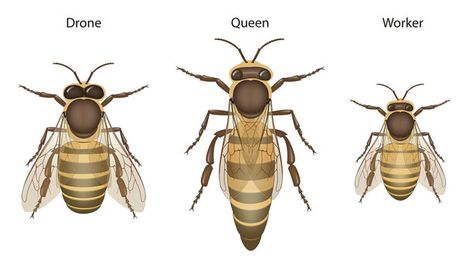 ROYAL JELLY It is the primary food source for the queen bee throughout her entire lifespan. The queen consumes it exclusively, which enables her to grow larger and live longer than the worker bees. This  diet  contributes to the queen's enhanced reproductive capacity. #bees Types Of Honey Bees, Bees Project, Queen Honey Bee, Honey Bee Facts, Male Bee, Drone Bee, Bull Images, Types Of Honey, Bee Images