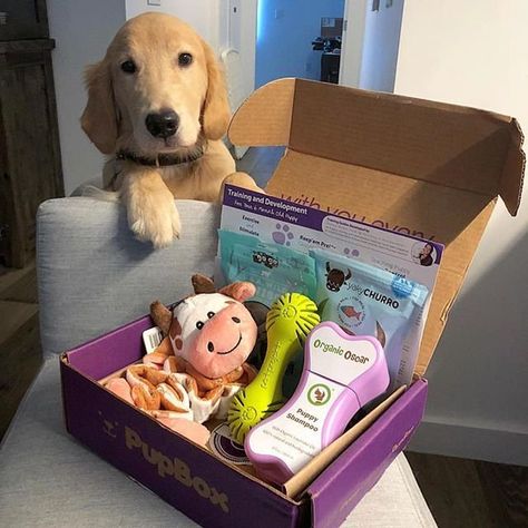 Pet Shop Packaging, Dog Box Ideas, Dog Birthday Party Pets, Pet Gift Basket, Puppy Shampoo, Dog Gift Box, Socializing Dogs, Dog Box, Best Subscription Boxes