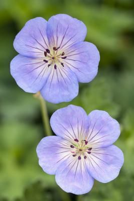 Geranium 'Azure Rush' Rozanne Geranium, Geranium Rozanne, Cranesbill Geranium, Flower Garden Plans, Geranium Plant, Hardy Geranium, Making Plant Pots, Geranium Flower, Light Blue Flowers