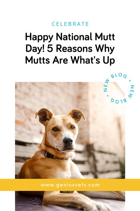 In honor of National Mutt Day AND Celebrate Shelter Pets Day, we’re going to share 5 reasons why you need a mixed-breed dog to make your life more magnificent. Let the mutt mania commence. #geniusvets #nationalmuttday https://www.geniusvets.com/pet-care/learn/dogs/blog/happy-national-mutt-day-5-reasons-why-mutts-are-whats Mutt Puppies, National Mutt Day, Bernese Mountain Dog Puppy, Ugly Dogs, Human Babies, Most Popular Dog Breeds, Purebred Dogs, Popular Dog Breeds, Pet Day