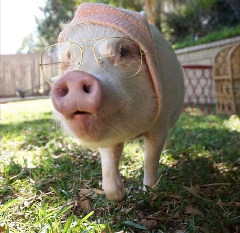 via: Hamlet the Piggy Animals In Glasses, Pig Pictures, Cute Piglets, Collage Pictures, Funny Pigs, Rudy Pankow, Cute Piggies, Baby Pigs