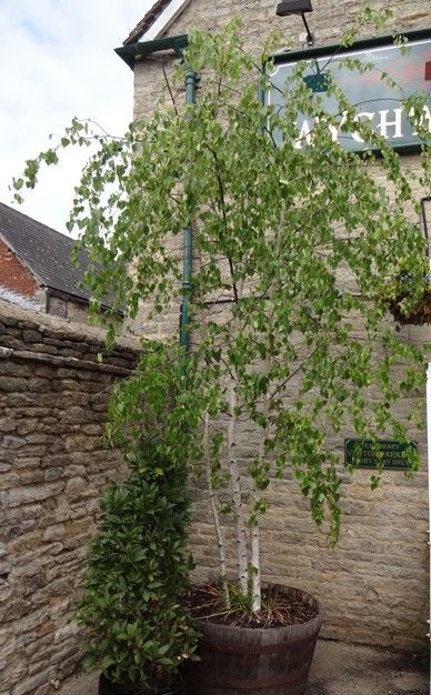 A silver birch in a pot is a must Silver Birch In Pots, Birch Tree In Pot, Tall Trees In Pots, Large Trees In Pots Outdoors, Potted Birch Tree, Trees In Pots Outdoors Backyards, Silver Birch Small Garden, Trees In Small Gardens, Small Tree In Pot