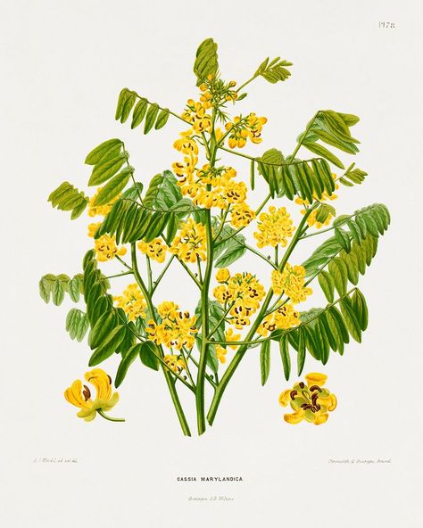 Maryland wild senna (Cassia Marylandica) chromolithograph plates by Abraham Jacobus Wendel. Digitally enhanced from our own 1879 edition plates of Nederlandsche flora en pomona. | free image by rawpixel.com Bible Flowers, Brand Visual Identity, Free Clipart, Download Free Images, Medicinal Plants, Free Image, Visual Identity, Maryland, Planting Flowers