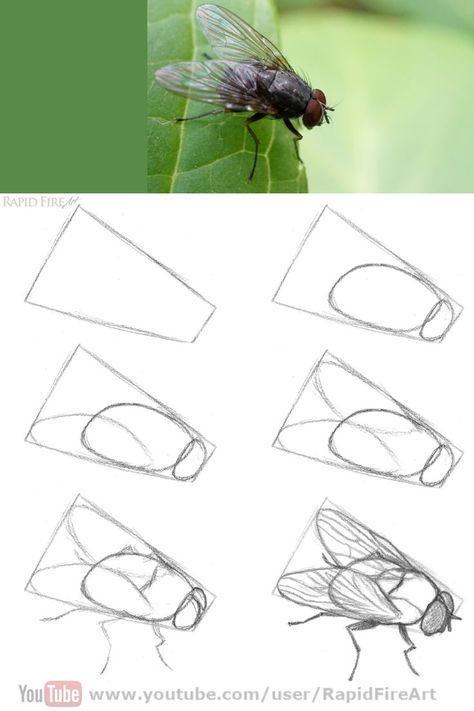 Bug Drawing Tutorial, Insect Sketches Simple, Sketching Ideas Step By Step, A Fly Drawing, How To Draw Insects Step By Step, How To Draw A Fly, Praymantis Drawing, How To Draw Moths, How To Draw Everything