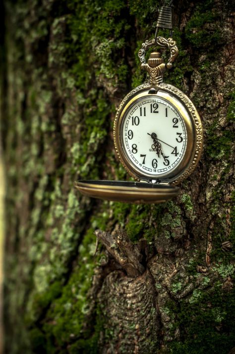 pocket watch and tree Old Pocket Watches, Enchanted Wood, Somewhere In Time, Time Keeper, Time Will Tell, Old Clocks, Time After Time, Peregrine, What Time Is