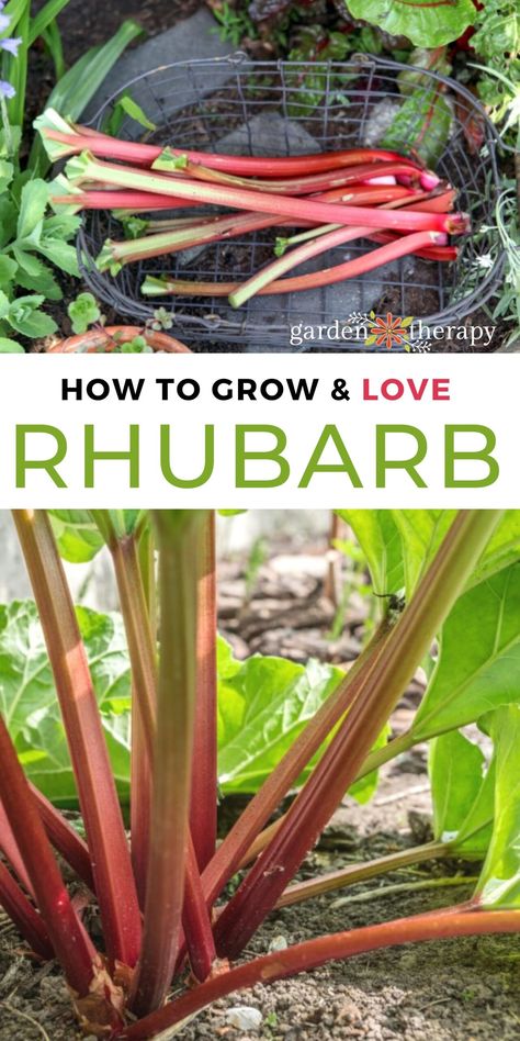 Homesteading Goals, How To Grow Rhubarb, Grow Rhubarb, Rhubarb Plant, Growing Berries, Growing Rhubarb, Easy Perennials, Rhubarb Plants, Herb Plants