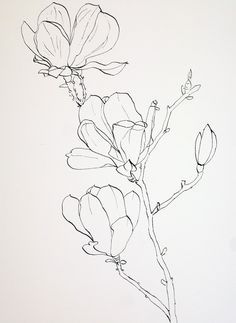 Flower Pens, Flower Sketches, Floral Drawing, 수채화 그림, Cat Air, Watercolor Wash, Plant Drawing, Ink Drawings, Ink Sketch