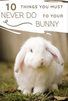 Things To Know About Bunnies, Bunny Needs List, Things To Do With Your Bunny, Things For Rabbits, Bunny Schedule, Bunny Pet Care, Indoor Rabbit Setup Ideas, Pet Bunny Care, Rabbit Must Haves