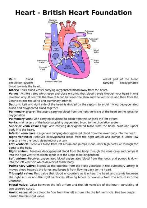 The Heart (structure and function of its components) - Heart - British Heart Foundation Vein: Blood - Studocu Parts Of The Heart And Its Function, Functions Of The Heart, Physiology Of Heart, Heart Parts And Functions, Heart Structure Notes, Embryology Of The Heart, Structure Of Heart Notes, Heart Function Circulatory System, Heart Notes Biology