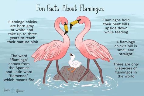 Flamingo Quotes, Flamingo Facts, Flamingo Projects, Flamingos Quote, Flamingo Stuff, Flamingo Pictures, Flamingo Craft, Fancy Flamingo, Pink Birds