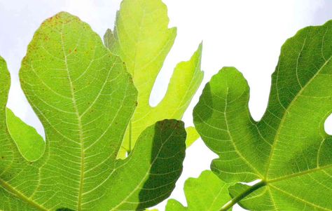 Fig Leaf Tea - For Lowering Glucose, Cholesterol, and Triglycerides... and more Fig Leaf Tea, Milk Nutrition, Tea Health, Cholesterol Remedies, Fig Trees, Fig Leaf, Fig Recipes, Cholesterol Lowering Foods, Tea Health Benefits