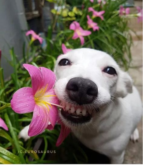 16 Smiling Dogs to Brighten Your Day | Cuteness Smiling Dog, Funny Dog Photos, Smiling Dogs, White Dog, Funny Animal Pictures, Dog Memes, Cute Cats And Dogs, Dog Photos, Brighten Your Day