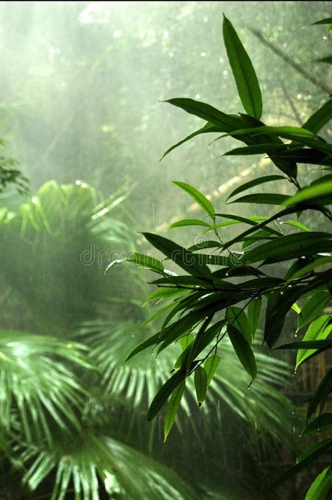 Rainforest Plants, Forest Mural, Forest Plants, Tropical Forest, Rain Forest, Living Things, Amazon Rainforest, In The Jungle, Tropical Rainforest