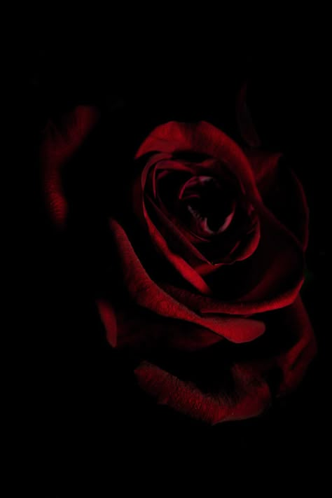 Rose Widget Aesthetic, Dark Rose Aesthetic, Black And Red Rose Aesthetic, Rose Widget, Red And Black Roses Aesthetic, Dark Red Rose Aesthetic, Red Rose Asthetics, Rose Black Background, Red Rose Aesthetic