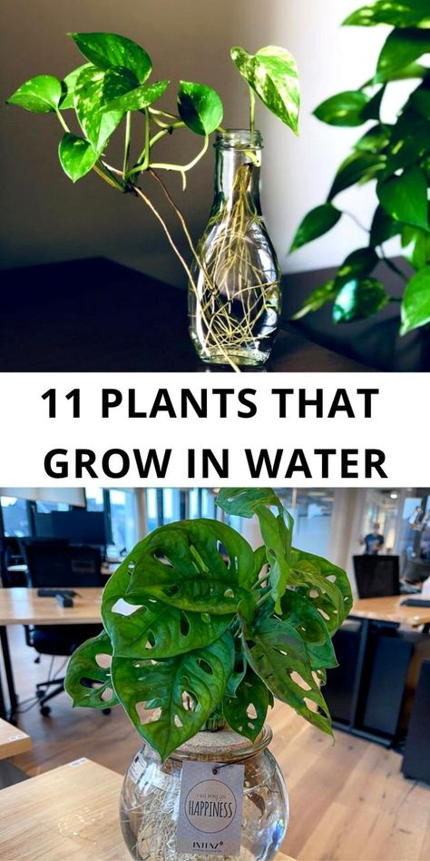 Here I share 11 plants that grow in water. Plants That Only Need Water, Plants Living In Water, Plants In Water Bottles, Indoor Plants In Water Ideas, Water Plants Indoor Decor, Plants That Live In Water Houseplant, House Plants Grown In Water, Propagating Plants In Glass Bottles, Plants That Like A Lot Of Water