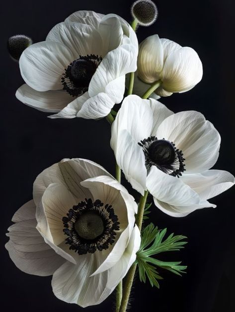 White Flowers 2 - Bilge Paksoylu Black And White Floral Photography, Black Eyed Anemone, Spring Flower Tattoo, White Flower Black Background, Flower Reference Photo, Anemone Flower Bouquet, Black And White Flower Photography, Anenome Flower, Creepy Flowers