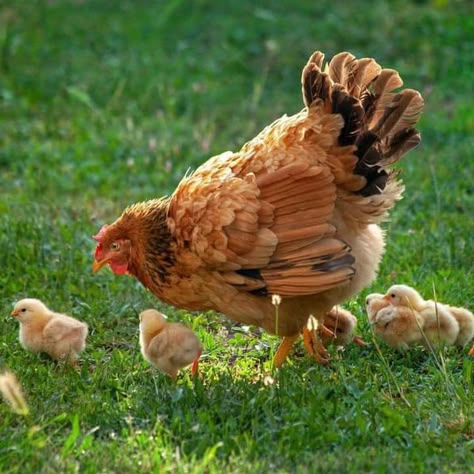 Chicken Animal Photography, Small Chicken Farm, Americana Chickens, Chicken Pictures, Fancy Chickens, Beautiful Chickens, Cute Chickens, Chicken Art, Chickens And Roosters