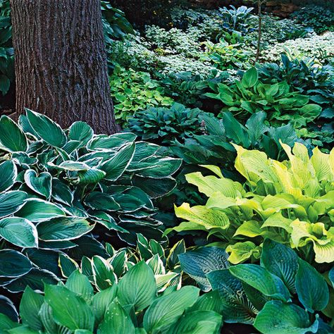 Hostas are the easiest perennial to grow in shade: http://www.bhg.com/gardening/flowers/perennials/the-best-perennials-for-shade/?socsrc=bhgpin073014hosta&page=6 Best Perennials For Shade, Hosta Flower, Perennials For Shade, Shade Gardening, Shade Garden Plants, Hosta Gardens, Best Perennials, Zone 9, Shade Gardens