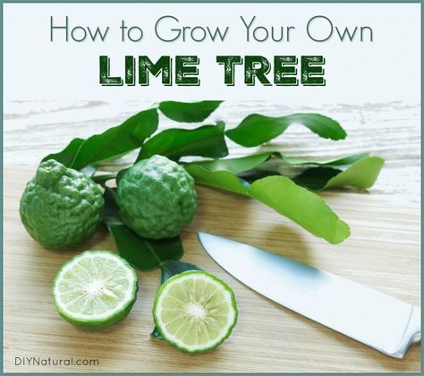 Kaffir Lime Leaves Kaffir Lime Plant, Germinate Seeds, Lime Leaves, Healthy Soil, Kaffir Lime Leaves, Lime Tree, Victory Garden, Veggie Patch, Homesteading Skills