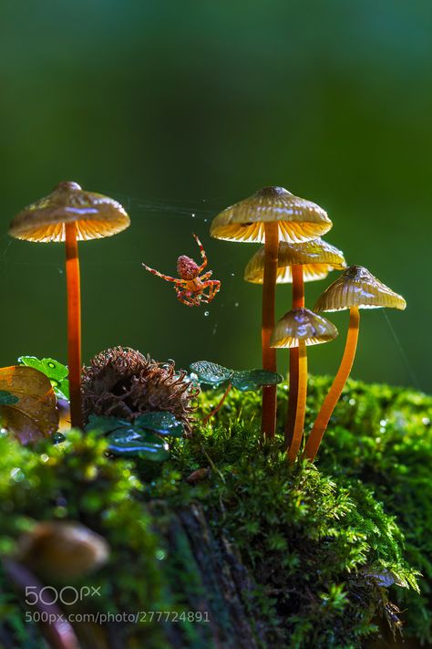 Small Animal Photography, Animal Still Life Photography, Macro Forest Photography, Forest Close Up Photography, Micro Nature Photography, Background Reference Photo Nature, Plant Reference Photos For Artists, Micro Photography Nature, Nature Reference Photos For Artists