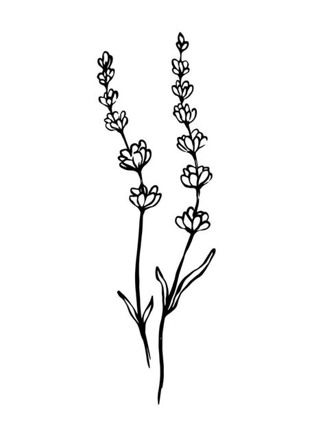 Lavender hand drawn outline vector drawing. Herbal botanical illustration. Lavender Graphic Design, Lavender Line Drawing, Lavender Plant Drawing, Lavender Botanical Illustration, Lavender Outline, Lavender Line Art, Flower Outline Drawing, Types Of Lavender Plants, Lavender Icon