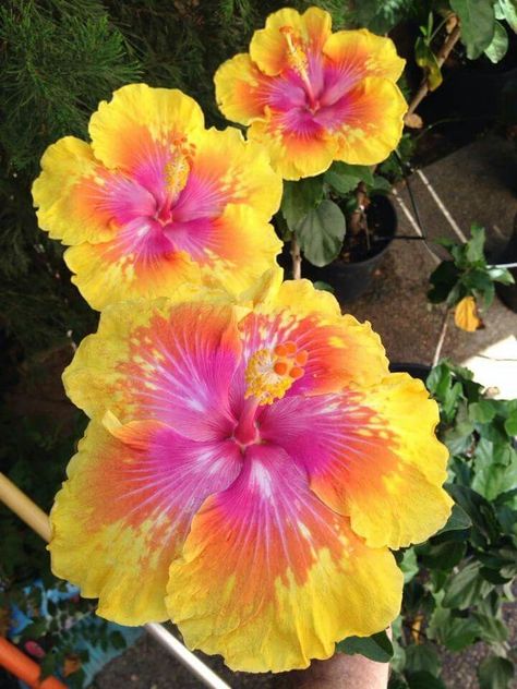 Unquie Flowers, Flowers In Hawaii, Coconut Dream Aesthetic, Hisbusic Flower, Hibiscus Flower Aesthetic, Tropical Core Aesthetic, Thomas Core, Hawaiian Nature, Exotic Flowers Tropical