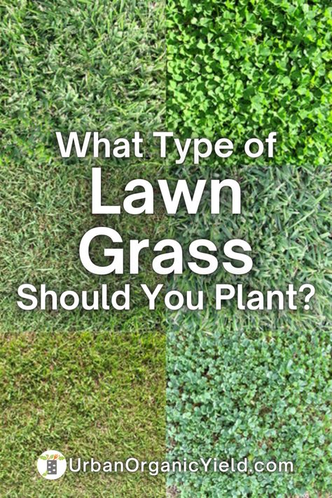 Types Of Grasses Landscaping, Grass That Grows In Shade, Fall Grass Maintenance, Best Grass Seed Lawn, Planting Grass Seed In Spring, Types Of Grass For Lawn, Grow Grass Fast, How To Plant Grass Seed Lawn, Different Types Of Grass Lawn