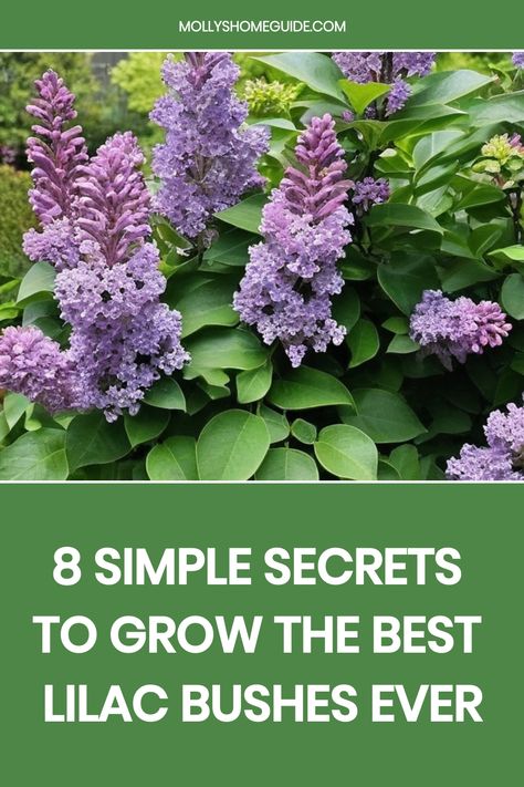 Learn the best tips and tricks on how to grow lilac bushes successfully in your garden. Discover the ideal conditions, proper care techniques, and essential steps to ensure vibrant blooms year after year. Enhance your outdoor space with the beauty and fragrance of lilacs by following expert advice from seasoned gardeners. Whether you are a novice or experienced gardener, cultivating stunning lilac bushes can be a rewarding experience that brings joy and color to your landscape. Lilac Garden Landscapes, Lilac Trees And Bushes, Lilac Bush Landscaping, Lilac Bush Care, Bush Landscaping, Plant Food Diy, Dyi Garden, Plants For Home Office, Lilac Varieties