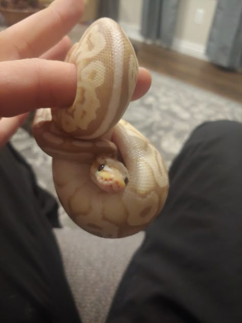 Fancy Ball Python, Banana Ball Python Enclosure, Banana Snake Python, Ball Pythons Cute, Hall Python, Cute Pet Snake, Pretty Ball Pythons, Cute Snake Pictures, Banana Pastel Ball Python