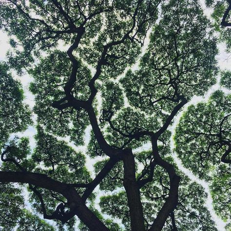 Crown Shyness Trees Crown Shyness, Forest Canopy, Tree Canopy, Tree Photography, Tropical Forest, Walk In The Woods, Tree Leaves, 판타지 아트, Year 2