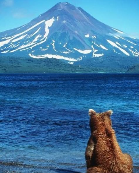 Bear Laying Down, Bears Being Silly, Grizzly Bear Sitting, Big Bear Lake, Bear Lake, Sit Back, Travel Aesthetic, Wildlife Photography, Natural Beauty