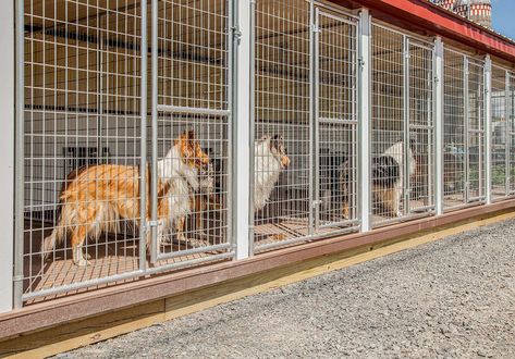 How to Start a Kennel for Breeding Dogs: Ultimate Guide | Daily Dogs Care Dog Boarding Business, Dog Condo, Dog Breeding Kennels, Dog Potty Area, Dog Breeding Business, Custom Dog Kennel, Metal Dog Kennel, Pampered Dogs, Dog Boarding Kennels