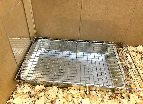 Duck Pen Ideas Diy Simple, Easy Diy Chicken Coop Plans, Duck Housing, Chicken Waterer Diy, Raising Meat Chickens, Duck Ideas, Chicken Brooder, Baby Chicks Raising, Best Egg Laying Chickens