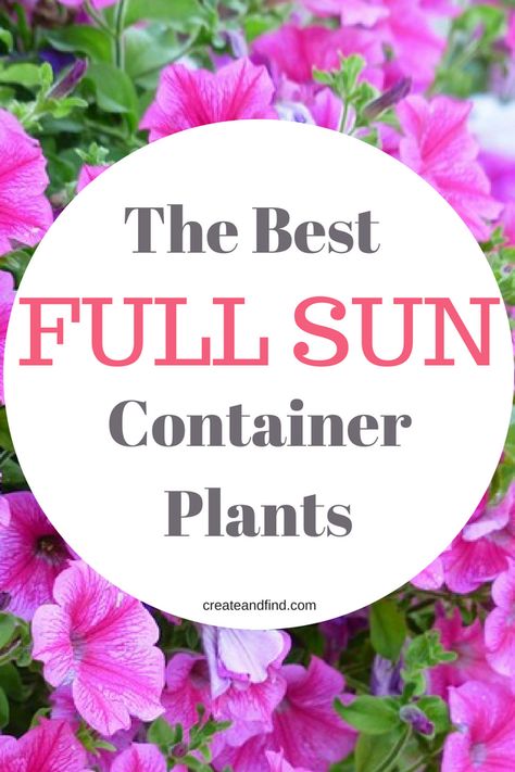 Full Sun Planters, Full Sun Container Plants, Full Sun Flowers, Container Garden Design, Sun Loving Plants, Indoor Pools, Full Sun Plants, Sun Perennials, Container Gardening Flowers