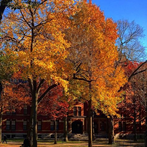 Fall Boards, Fall October, Fall Trees, Fall Mood Board, Fall Inspo, Season Of The Witch, Harvard University, Fall Feels, February 22