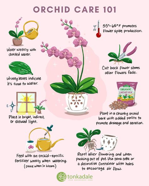 Orchid Care and Repotting - Tonkadale How To Fertilize Orchids, Orchid House Plant, Orchid Care Repotting, How To Plant Orchids In Pots, When To Repot Orchids, How To Care For An Orchid, Growing Orchids Indoors, Moth Orchid Care, Indoor Orchid Display