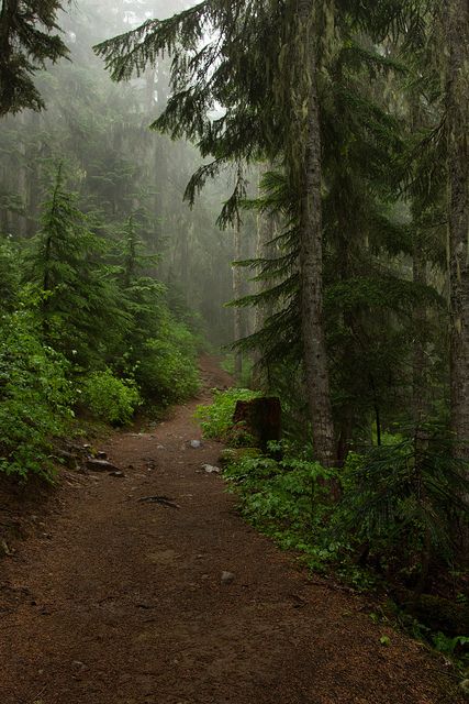 Dark Naturalism, Theme Nature, Forest Path, Walk In The Woods, Alam Yang Indah, Nature Aesthetic, Pretty Places, In The Woods, Nature Pictures