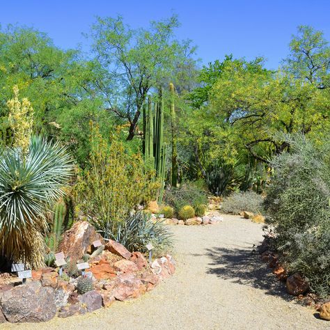 One of the best places to appreciate the dusty landscape of North America’s most complex desert is at the Desert Botanical Garden in Phoenix, Arizona. These 11 tips will help you get the most out of your visit and ensure you have an amazing time. Arizona Gardens, Desert Vegetable Garden Arizona, Desert Foliage, Arizona Botanical Garden, Gardening In Phoenix Az, Hiking Phoenix Az, Buckeye Arizona, Desert Botanical Garden Arizona, Desert Birds Arizona