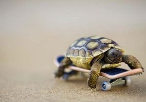 A turtle on a skateboard! Turtle Day, Tortoise Care, Baby Tortoise, Desert Tortoise, Turtle Drawing, Pet Turtle, Tortoise Turtle, Tiny Turtle, Baby Turtles