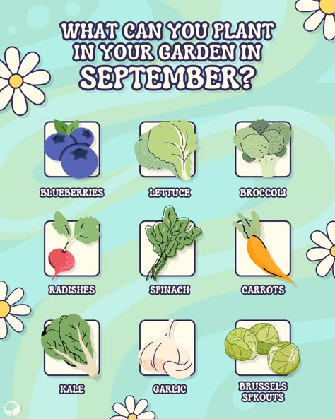 Poster titled "What can you plant in your garden in September?" . Blue wavy background with white and yellow flower decorations. Images of blueberries, lettuce, broccoli, radishes, spinach, carrots, kale, garlic, and brussels sprouts. Plants To Plant In Fall, September Garden Planting, Plants To Plant In September, Food To Plant In The Fall, Crops To Plant In Fall, Seeds To Plant In September, Flowers To Plant In September, September Planting, What To Plant In September