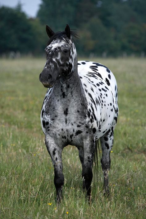 Dive into the history and characteristics of the Appaloosa horse! This stunning breed, with its unique spotted pattern, has a story that spans centuries. Perfect for both beginner and experienced riders. #AppaloosaHistory #HorsesOfInstagram #EquestrianLife Grey Appaloosa, Prettiest Horses, Appaloosa Horses For Sale, Horse Land, Coat Ideas, Pony Breeds, Cute Horse Pictures, Horse Reference, Horse Inspiration