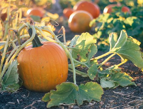 When To Plant Pumpkins, Pumpkin Plants, Autumn Town, Backyard Boss, Pruning Tomato Plants, Plants Backyard, Vegtable Garden, Pumpkin Paintings, Types Of Pumpkins