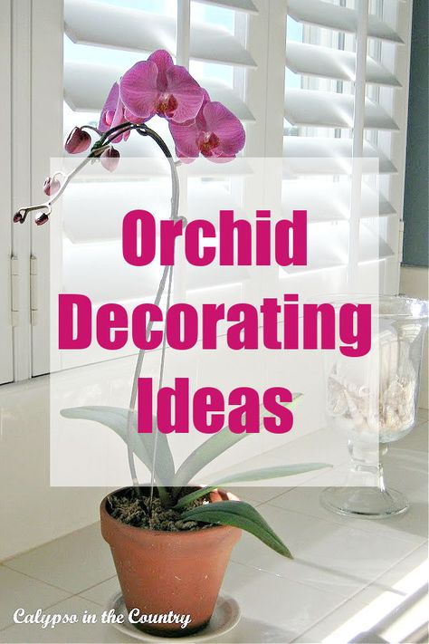 Pink orchid in window. Orchid Bedroom Decor, Decorating With Orchids, Outdoor Orchid Display Ideas, Displaying Orchids, Orchid Decor Living Room, Artificial Orchid Arrangement, Orchids Arrangements Ideas, Orchid Display, Orchid Centerpiece Diy