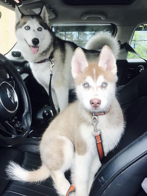 Cute Husky Puppies, Cute Husky, Siberian Husky Dog, Siberian Husky Puppies, Cute Dog Pictures, Husky Puppy, Sweet Dogs, Husky Dogs, Baby Dogs