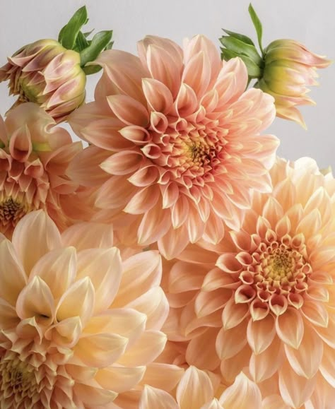 Dahlia Arrangements, Dahlia Society, Dahlia Orange, Coral Dahlia, Dalia Flower, Bronze Autumn, Sept Wedding, Fleur Aesthetic, Front Yard Flowers