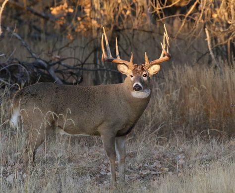 Big White-tailed Deer Buck At Sunrise | by fethers1 Whitetail Deer Photography, Big Whitetail Bucks, Deer Pics, Whitetail Deer Pictures, Deer Photography, Whitetail Deer Hunting, Big Deer, John Bell, Hunting Pictures