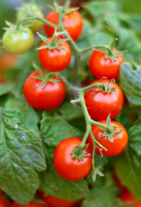 Are Tomato Leaves Actually Poisonous? Epsom Salt For Tomatoes, Gardening Knowledge, Tomato Leaves, Garden Veggies, Tomato Garden, Growing Tomatoes, Tomato Plants, Epsom Salt, Gardening Landscaping