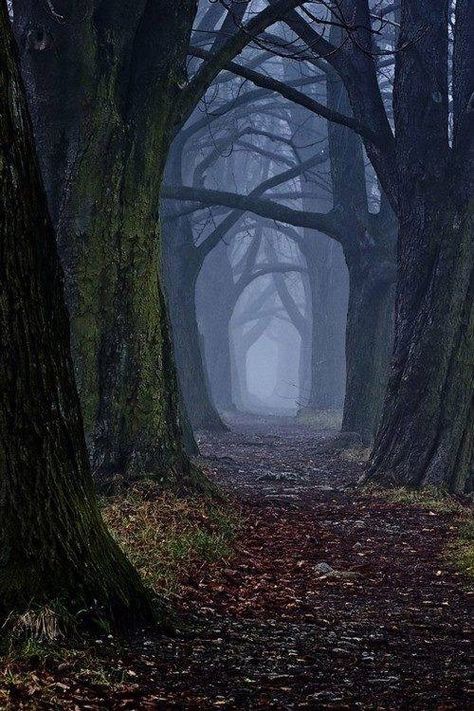 Shrouded Forest, Slovakia Most Beautiful Nature, Spooky Forest, Beautiful Nature Photography, Dark Forest Aesthetic, Photography Dark, Foggy Forest, Tree Photography, Forest Photography, About Nature