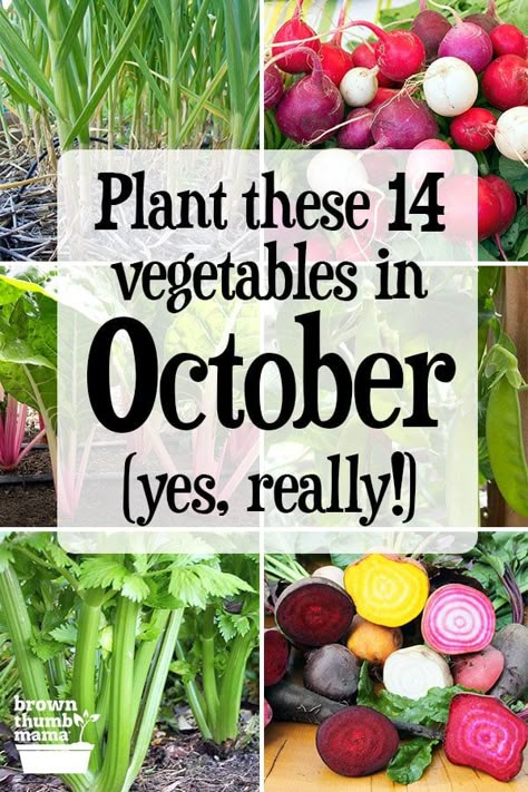 Learn which vegetables to plant in October, plus the best varieties, planting tips, and recipes for your harvest. These 14 vegetables will grow and thrive through the fall and winter! #gardening #vegetablegardening #organicgardening #forbeginners #naturalliving October Planting, Farmers Garden, Winter Planting, Job Corps, Small Holding, Vegetables To Plant, Winter Vegetables Gardening, Tattoo Plant, Edible Gardening